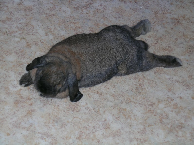 ../Images/7 Snoopy.jpg